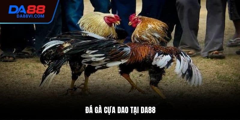 Đá Gà Cựa Dao